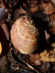 Eugenia gongylocarpa