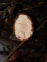 Eugenia gongylocarpa