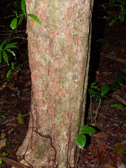 Eugenia gongylocarpa