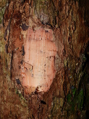 Eugenia gongylocarpa