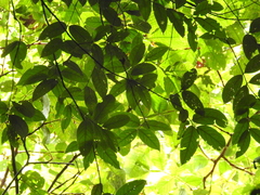 Eugenia gongylocarpa