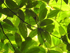 Eugenia gongylocarpa