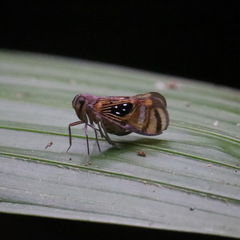 Pintalia constellaris