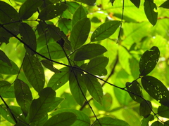 Eugenia gongylocarpa