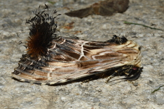 Dudusa sphingiformis