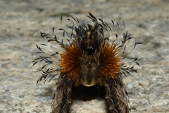 Dudusa sphingiformis