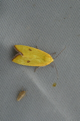 Earias pudicana