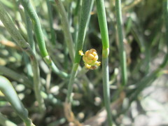 Ephedra gerardiana
