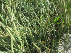 Ephedra gerardiana