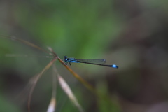 Ischnura elegans