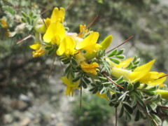 Caragana gerardiana