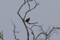 Aplonis striata striata