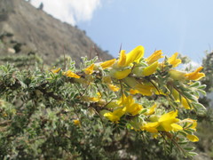 Caragana gerardiana
