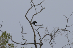 Aplonis striata striata