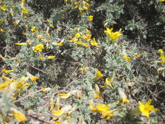 Caragana gerardiana