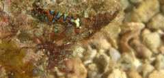 Thuridilla picta