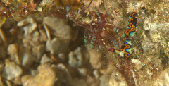 Thuridilla picta