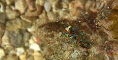Thuridilla picta