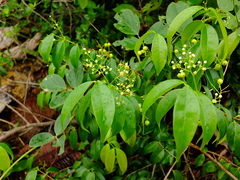 Myrcia splendens