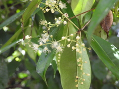 Myrcia graciliflora