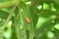 Galerucella grisescens