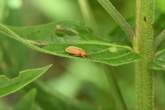 Galerucella grisescens