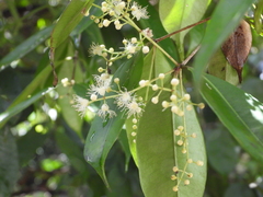 Myrcia graciliflora