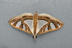 Glyphodes pyloalis