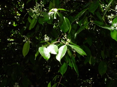 Myrcia graciliflora