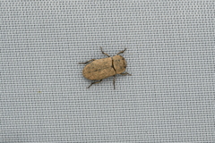 Gonocephalum reticulatum