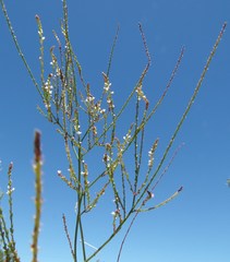 Verbena gracilescens