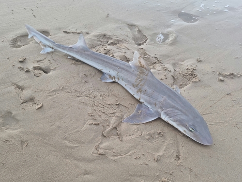 Photo of Common smooth-hound (Mustelus mustelus)
