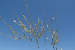 Verbena gracilescens