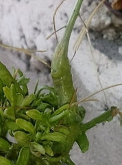 Pseudomonas