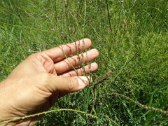 Verbena gracilescens