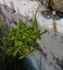 Pseudomonas