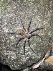 Heteropoda amphora