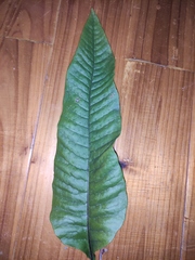 Neocheiropteris ovata