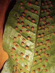 Neocheiropteris ovata