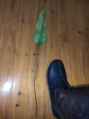 Neocheiropteris ovata