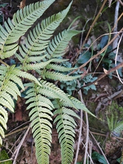 Dryopteris varia