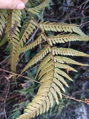 Dryopteris varia