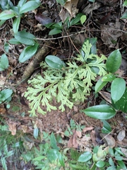 Selaginella doederleinii