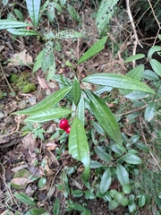 Ardisia lindleyana