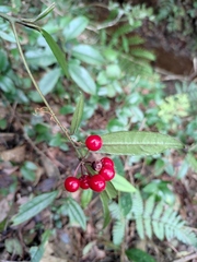 Ardisia lindleyana