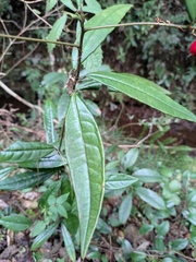 Ardisia lindleyana