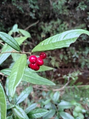 Ardisia lindleyana