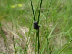 Maladera holosericea
