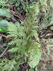 Selaginella moellendorffii