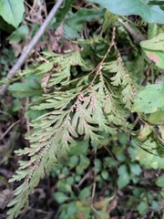 Selaginella moellendorffii